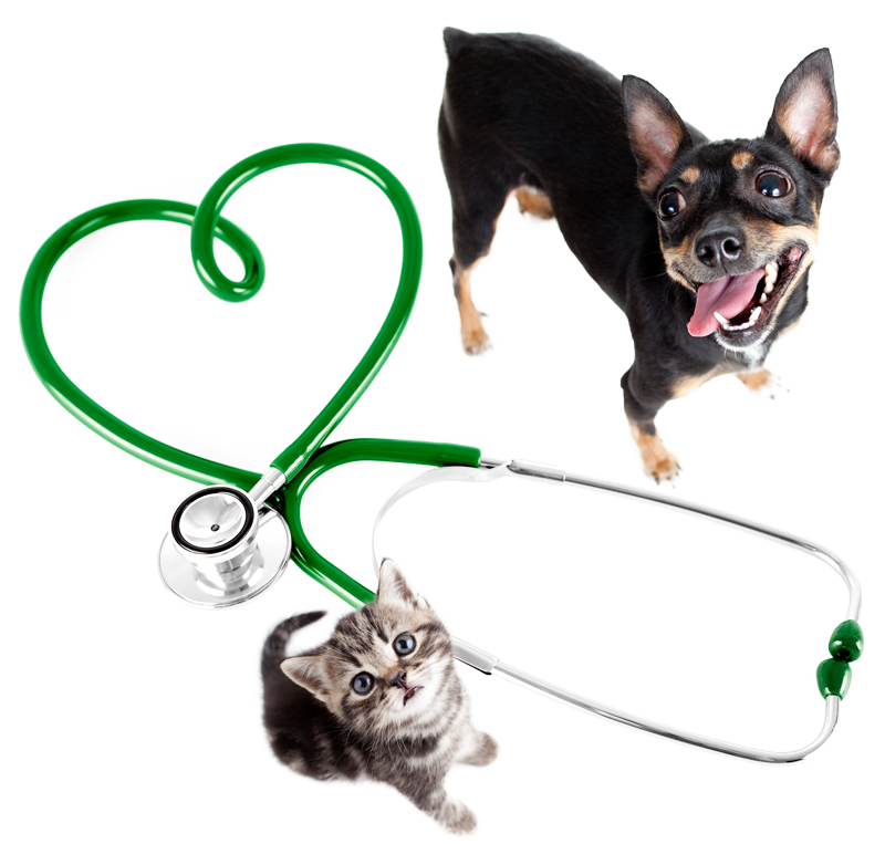 Veterinary equipment in Gloucestershire